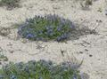  orchanet، Spanish bugloss، Languedoc bugloss